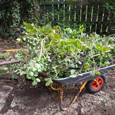 Wheel barrow in a garden piled full with foliage and greenery ready to be moved.